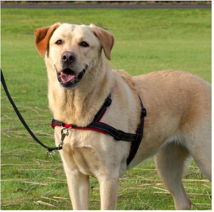 Produktbild Trixie Lead n Walk Ausbildungsgeschirr S-M (S, M, Hund, Allgemein)