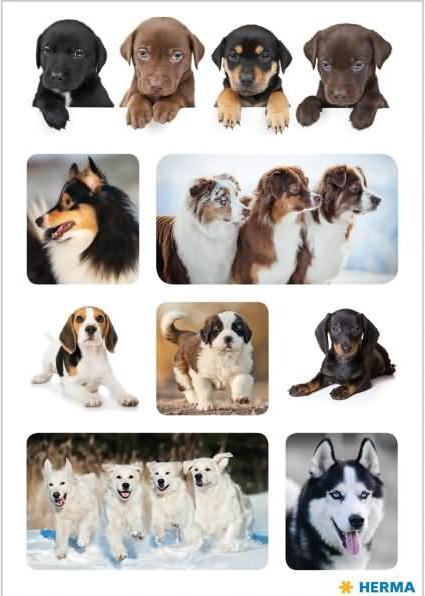 Image du produit HERMA Sticker Chiens
