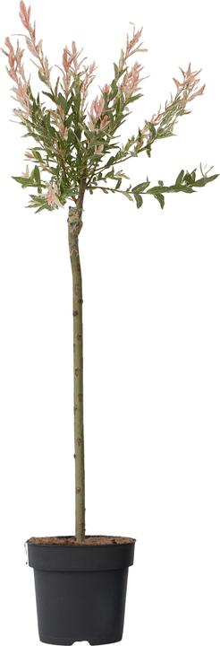 Produktbild Plant in a Box Salix integra 'Flamingo' - Zierweide (90 cm)
