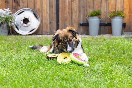 Produktbild Beeztees Seestern (Beschäftigungsspielzeug Hund)