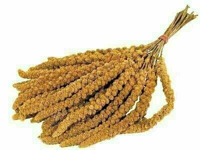 Produktbild Versele Laga Versele-Laga Gelbe Kolbenhirse, 300 g (0.30 kg)