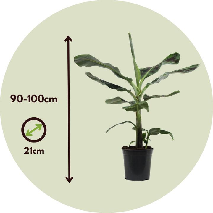 Produktbild Plant in a Box Musa Dwarf Cavendish - (90 cm)