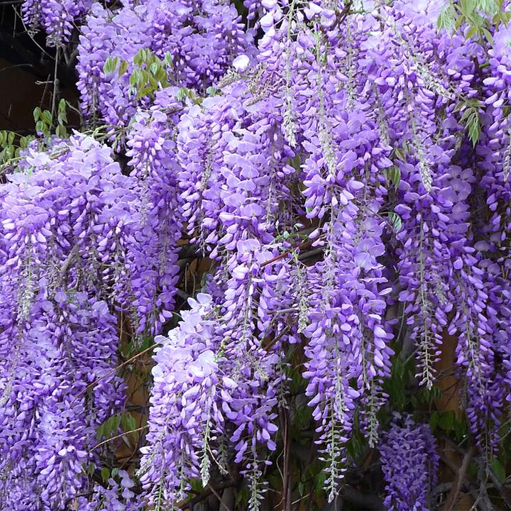 Produktbild Flowerbox Chinesischer Blauregen - Wisteria Sinensis 'Prolific' (50 cm)