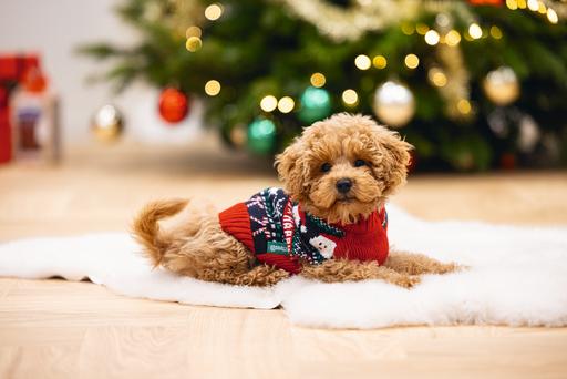 Actual product image Beeztees Happy Xmas (S, Dog jumper)