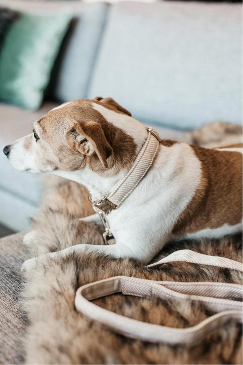 Actual product image Kentucky Dogwear Dog collar Wool (S, Dog, General)