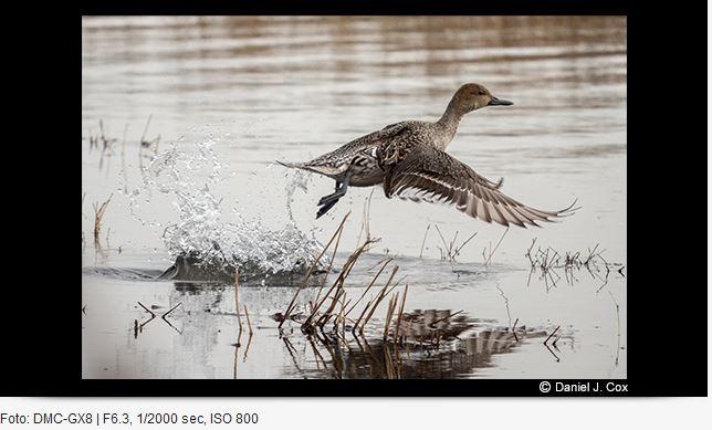 Actual product image Panasonic 100-400mm f/4-6.3 Leica DG Vario-Elmar ASPH. power O.I.S. (Micro Four Thirds, Micro Four Thirds)