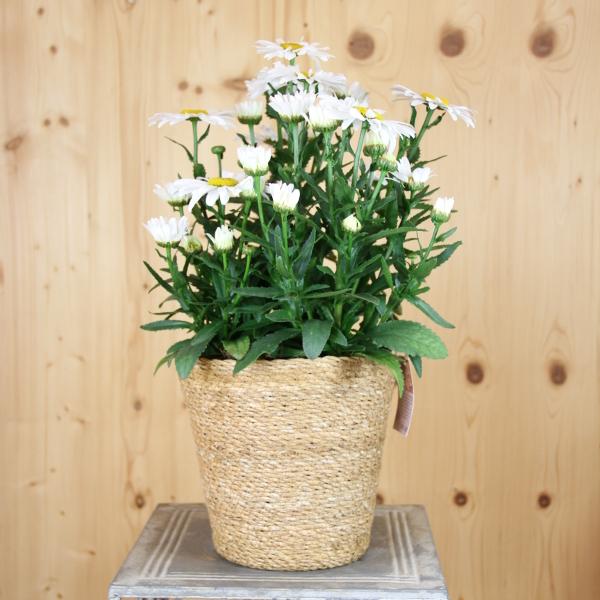 Produktbild Säntispracht Wiesen-Margerite im dekorativen Korb - Leucanthemum maximum Lagrande (80 cm)