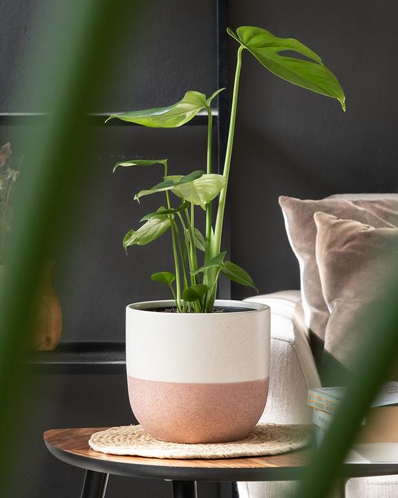 Immagine prodotto feey Variado (18.20 cm)