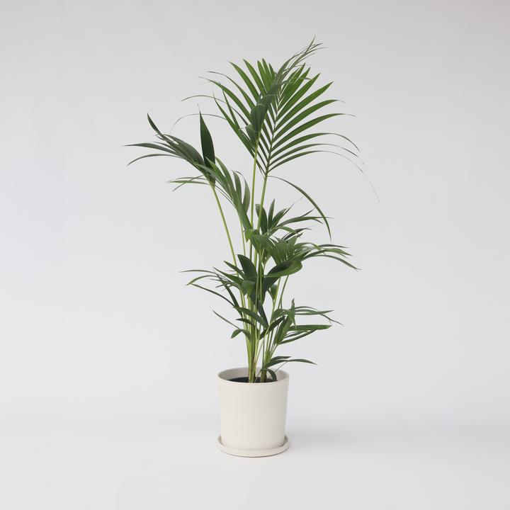 Produktbild Plant in a Box Howea Forsteriana - Kentia Palme (100 cm)