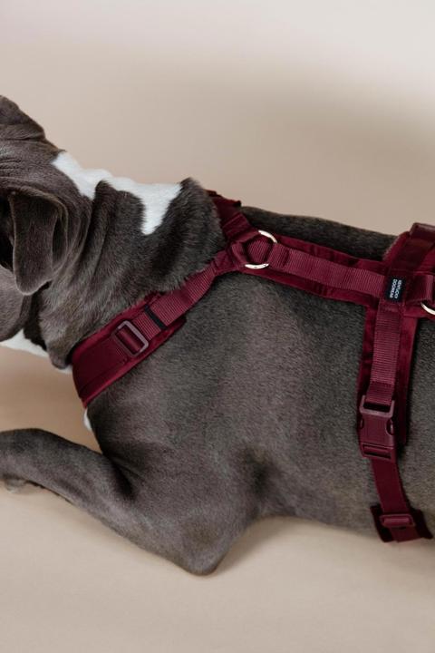 Produktbild Kentucky Dogwear Hundegeschirr Aktiv Velvet (XS, Hund, Allgemein)