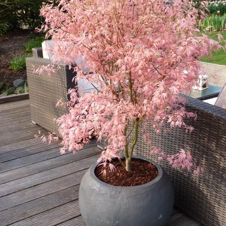 Image du produit Plant in a Box Acer Palmatum 'Taylor' - Érable à feuilles d'obier (50 cm)