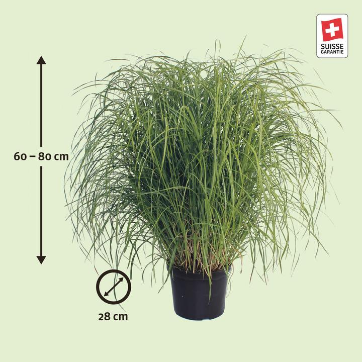 Produktbild Zulauf Chinaschilf / Miscanthus si. Flamingo (50 cm)