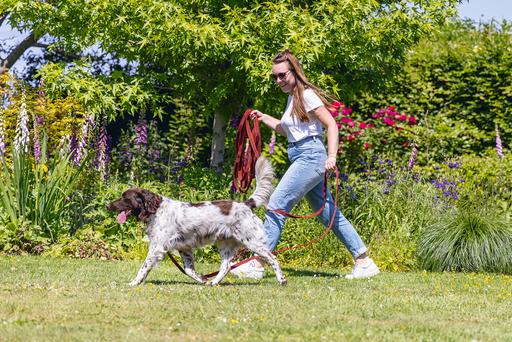 Actual product image Beeztees Dragline (Dog, Dog sport)