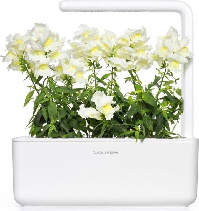 Actual product image Click and Grow Seeds White snapdragon 3-pack