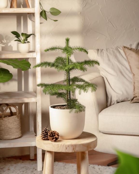 Actual product image feey Zimmertanne (55 cm, Animal friendly, Freshly repotted)