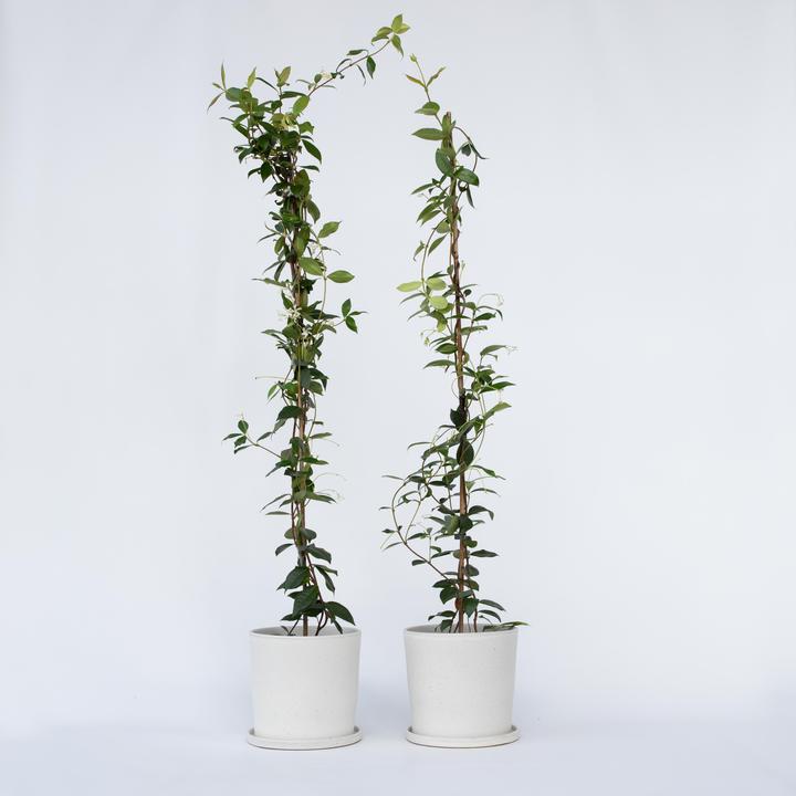 Produktbild Plant in a Box Trachelospermum jasminoides - 2er Set Sternjasmin (120 cm)