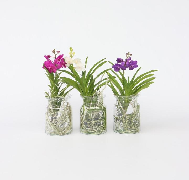 Actual product image Plant in a Box Vanda 'Blue' - Orchid (45 cm)