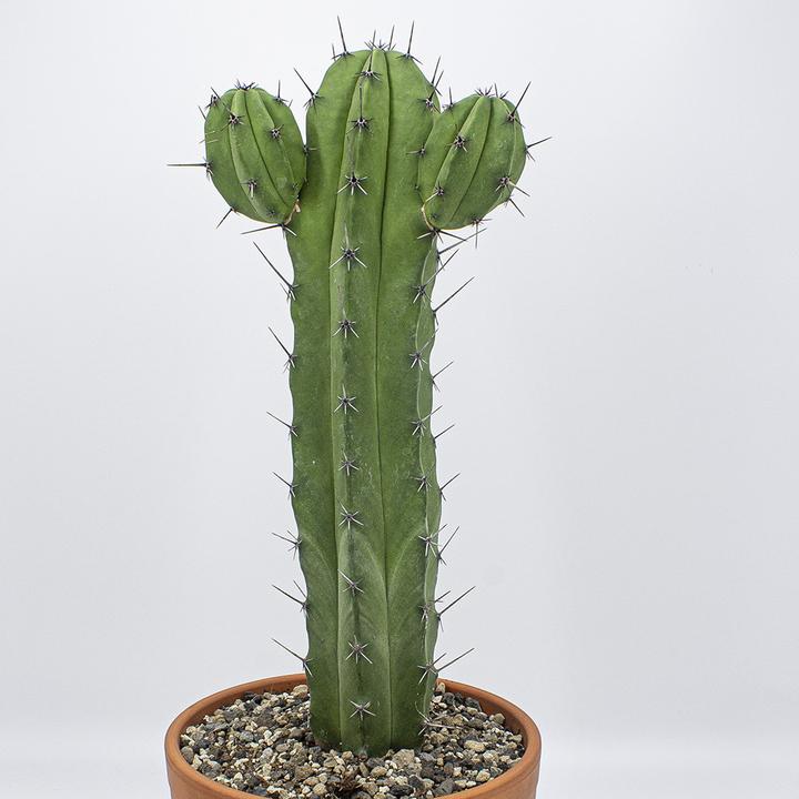 Immagine prodotto Kakteen Gautschi Polaskia chichipe (55 cm)