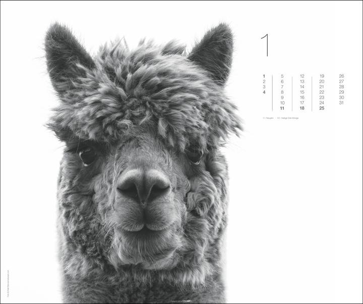 Produktbild Black & White Animals 2026 (55 x 46 cm, Harter Einband, Deutsch)