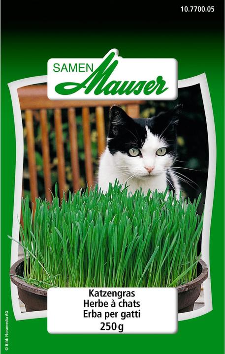 Samen Mauser Herbe à chat (Graines d'herbes aromatiques)