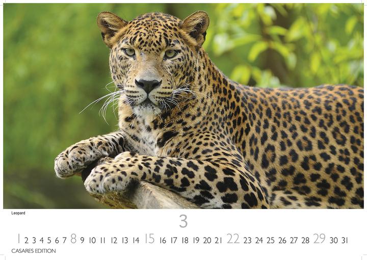 Produktbild Big Cats 2026 S 24x35cm (24 x 35 cm, Deutsch)