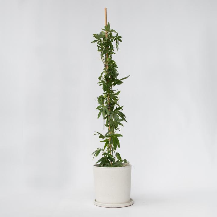 Actual product image Plant in a Box Passiflora caerulea 'Constance Elliott' - Passion flower (110 cm)