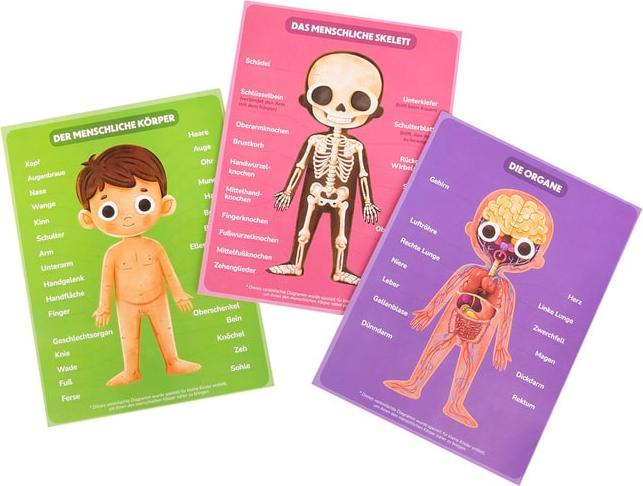 Produktbild Besttoy - Puzzle und Lernkarten - Dein Körper (90 Teile)