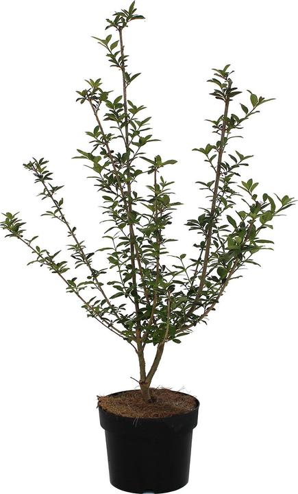 Produktbild Zulauf Gemeiner Liguster / Ligustrum v. 'Atrovirens' (80 cm)