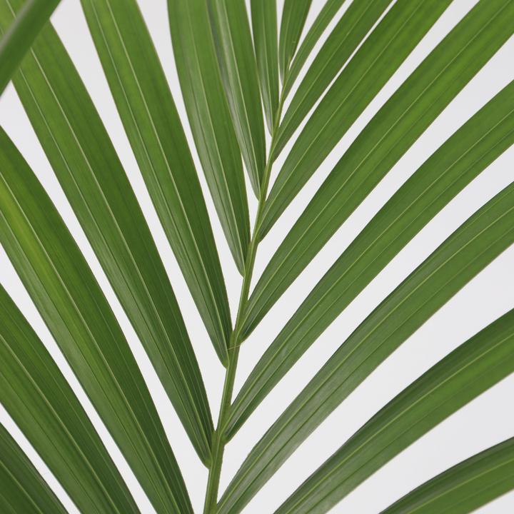 Produktbild Plant in a Box Howea Forsteriana - Kentia Palme (100 cm)