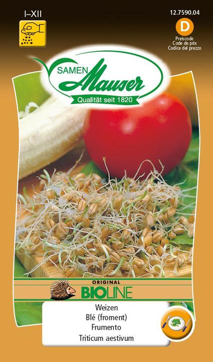 Samen Mauser BIO-Speisekeimlinge Weizen (Keimlinge)