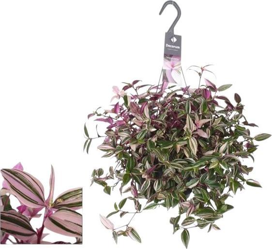 Produktbild Plantlovers Tradescantia Fluminensis Quadricolor Hängetopf (40 cm)