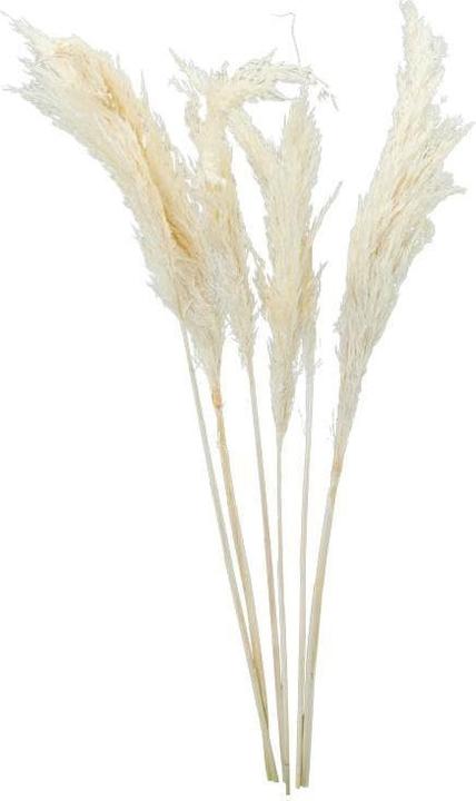 Image du produit Dekomat Fleurs séchées herbe de la pampa 6 pièces, blanc (Herbe de la pampa)
