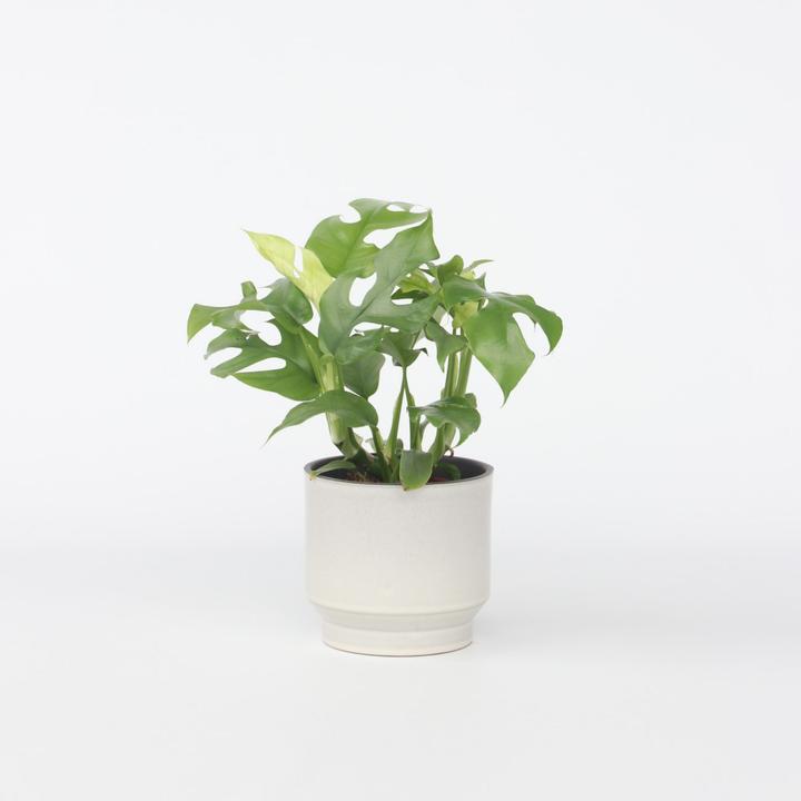 Actual product image Plant in a Box Rhaphidophora Tetrasperma - Monstera Minima (20 cm)