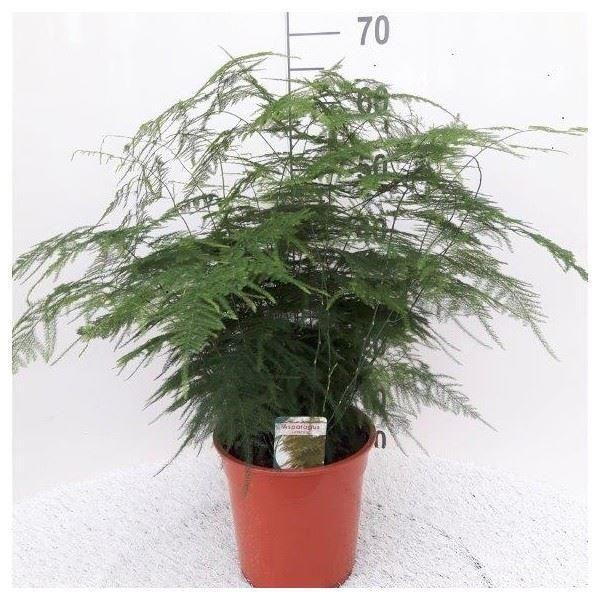 Produktbild Plantlovers Asparagus Setaceus Bush (Zierspargel) (60 cm, Frisch umgetopft)