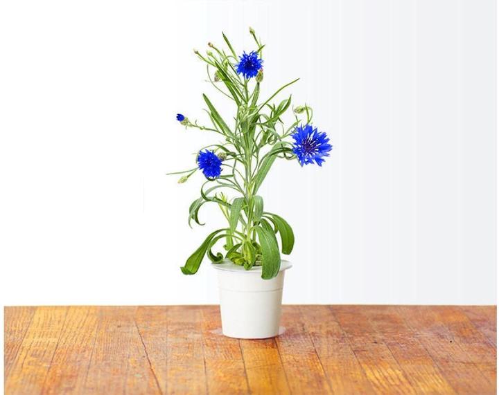 Produktbild Click and Grow Kornblume Samen mit Erde 3er Pack (Samenbomben)