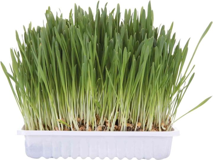 Trixie Cat grass (Senior, Adult, 1 pcs., 100 g)