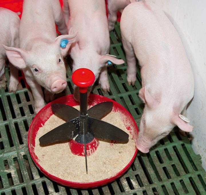 Produktbild Kerbl Ferkelschale Mini-Piglet