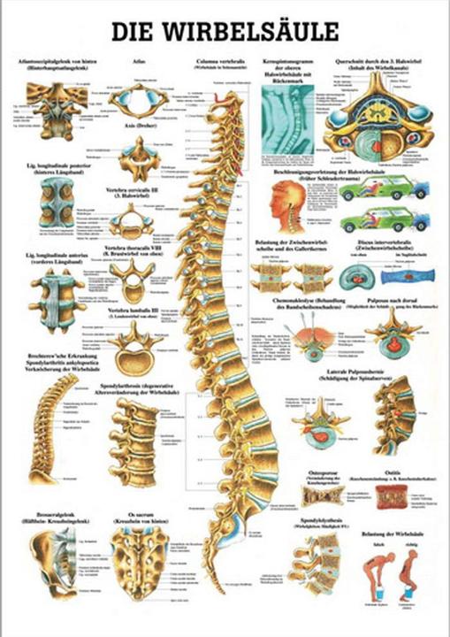 Produktbild Rüdiger Anatomische Lehrtafel Die Wirbelsäule Deutsch (70 x 70 cm)