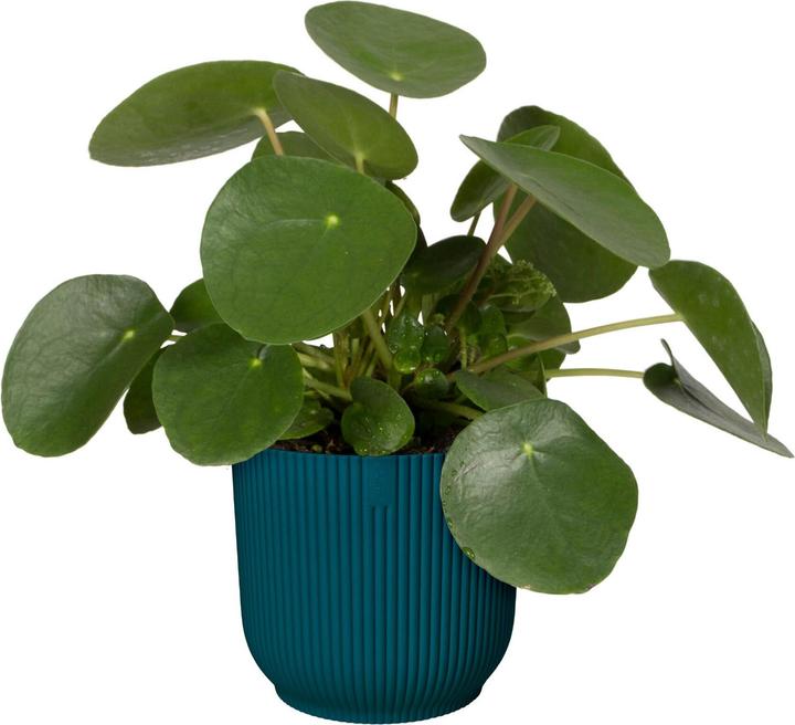Produktbild Elho Vibes Fold (18.35 cm)
