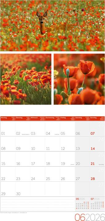 Produktbild Colours of Nature Kalender 2026 - 30x30 (30 x 30 cm, Harter Einband, Deutsch, Französisch, Englisch)