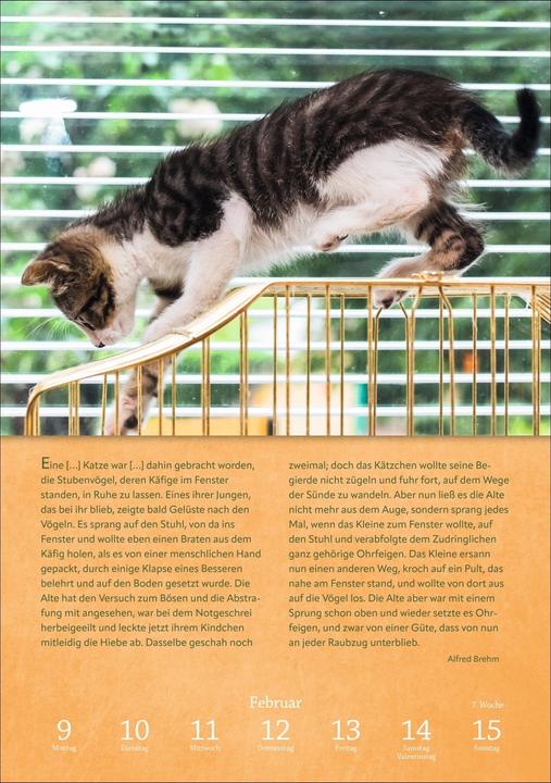 Actual product image Harenberg Literaturkalender Katzen Wochen-Kulturkalender 2026 (German)