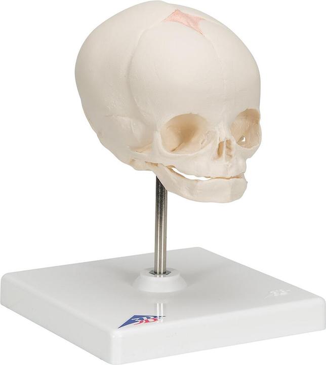 3B Scientific Fetus Schädel Modell, auf Stativ