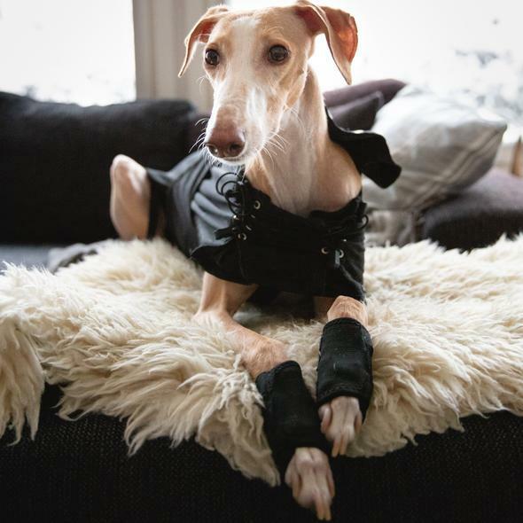 Produktbild Back on Track Gelenkschoner mit 3 Klettverschlüssen (Hund)