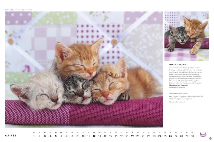 Produktbild Whiskas Katzenkalender 2026 (45 x 30 cm, Harter Einband, Deutsch)