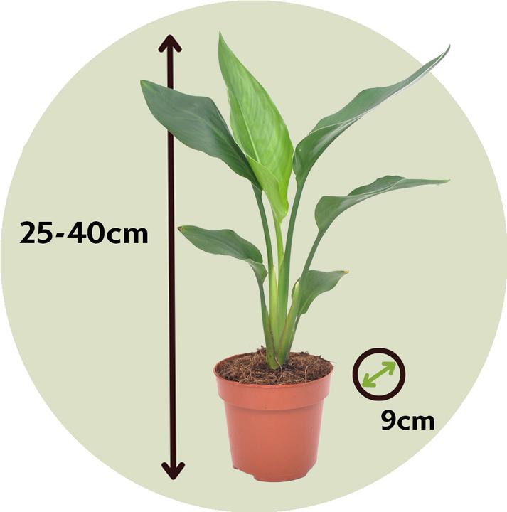 Image du produit Plant in a Box Strelitzia Reginea - Plante oiseau de paradis (25 cm)