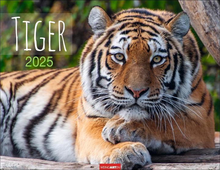 Image du produit Calendrier du Tigre 2025 (44 x 34 cm, Allemand, Anglais)