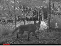 Produktbild Minox DTC 1200 Wildkamera