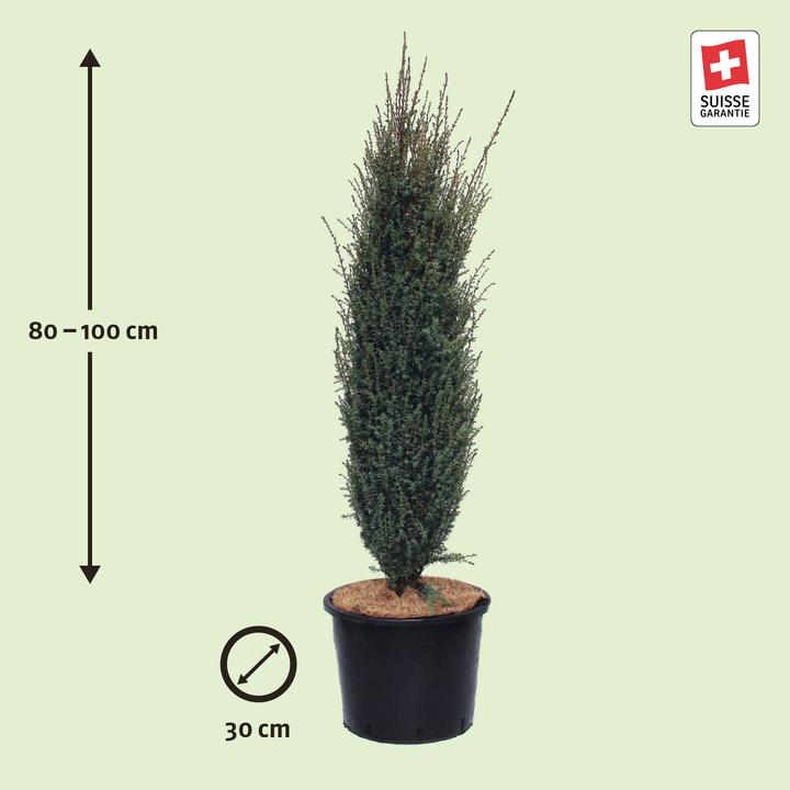Produktbild Zulauf Säulen-Wacholder / Juniperus com. 'Sentinel' (100 cm)