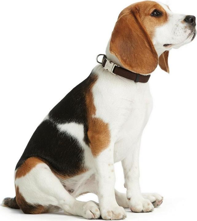 Produktbild Hunter Hundehalsband Alu-Strong L Braun (45-65 cm) (XL, Hund, Hundesport)