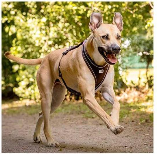 Image du produit Curli Harnais Belka Comfort noir XS (XS, Chien, Promenade)